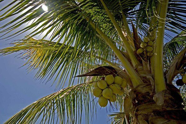 Kokosöl - Anbaugebiete von Kokosnüssen