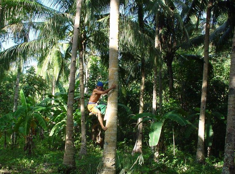 Kokosöl von den Philippinen