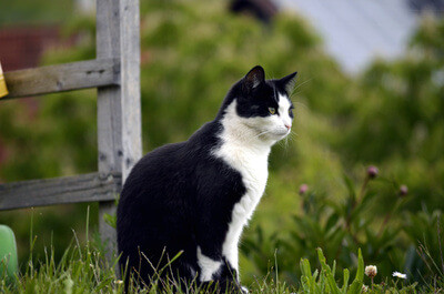 Kokosöl für die Katze