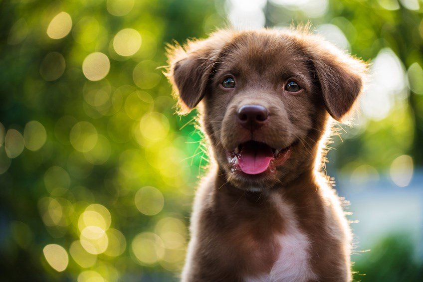 Kokosöl für Hunde