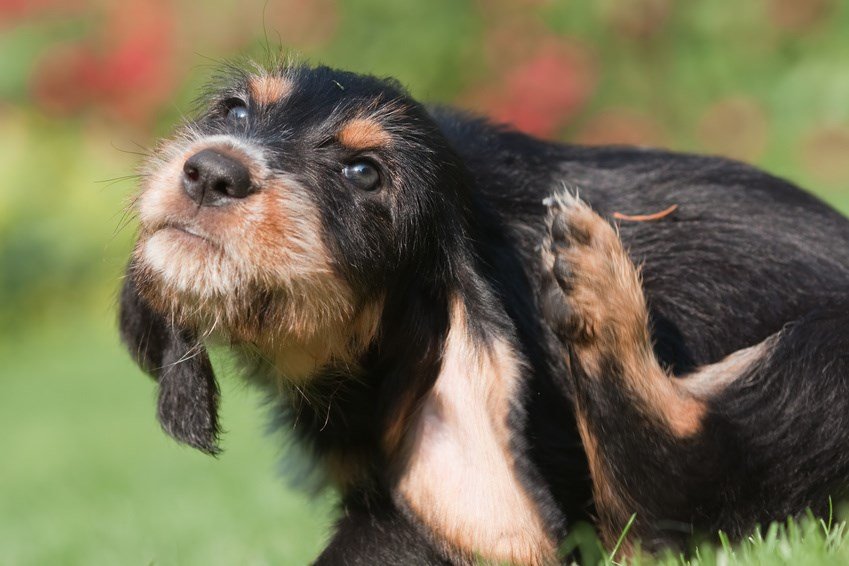 Kokosöl Hunde