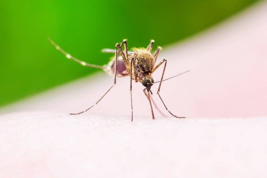 Natürliche Insektenabwehr