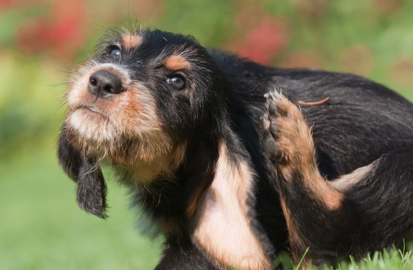 Was Hilft Wirklich Gegen Flöhe Beim Hund