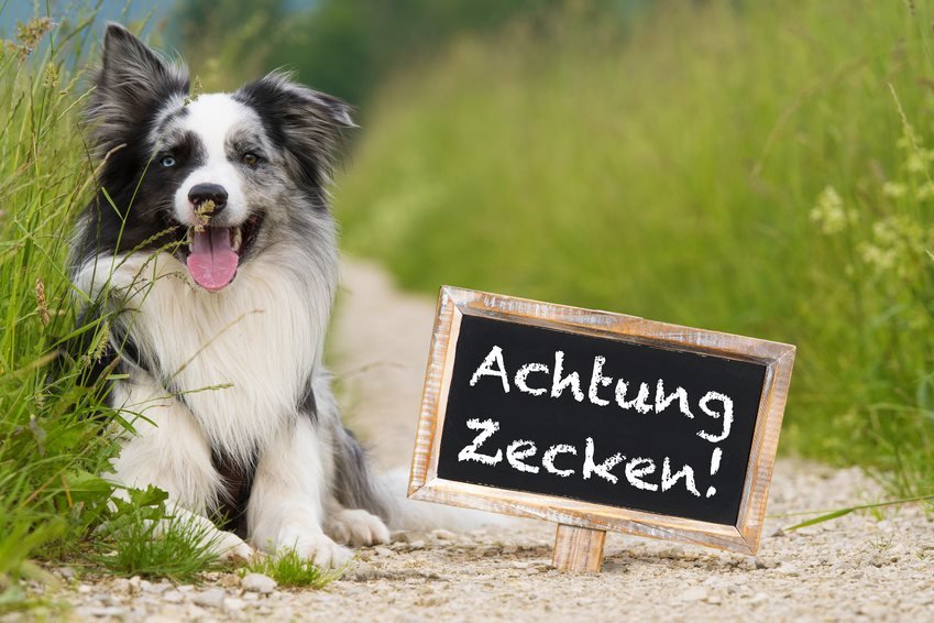 Kokosöl für den Hund