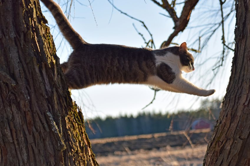 Kokosöl Bei Katzen 3 Gute Gründe Darum Ist Kokosöl Für