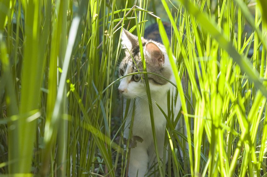 Tipps für Katzenbesitzer